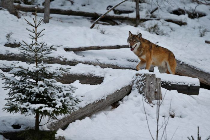 Examining the Historical Range and Habitat of Dire Wolves
